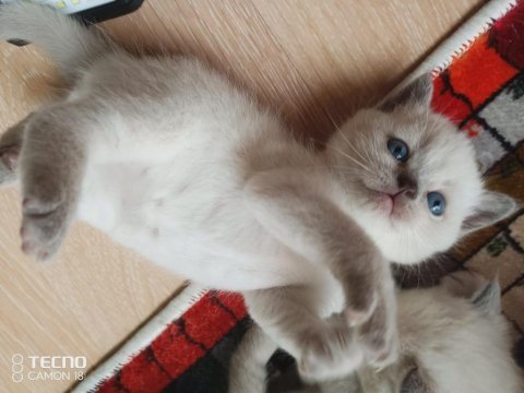 Yeni bebek kediler geldi