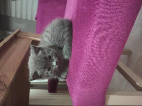 Acil sahiplendirilecektir british longhair