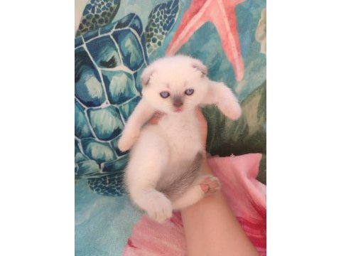 Scottish fold blue point a kalite