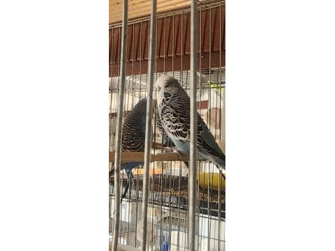 Muhabbet kuşu takımlarımı yaşında genç takımlar