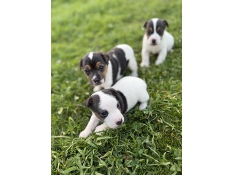 Jack russell orijinal kısa bacak kısa kuyruk