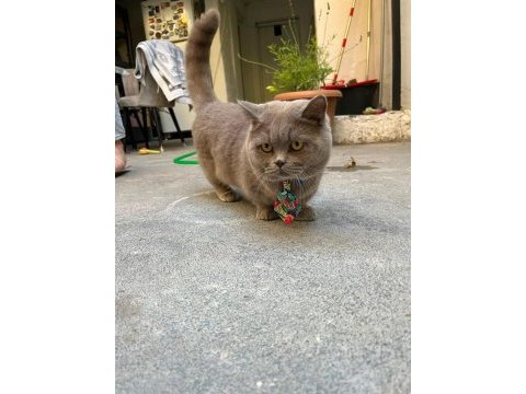 Munchkin cüce kısa bacak