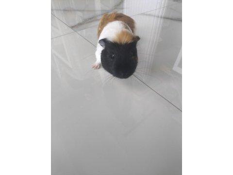 Ekim ayı doğumlu ginepig (erkek)