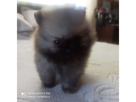 Ev üretimi pomeranian boo