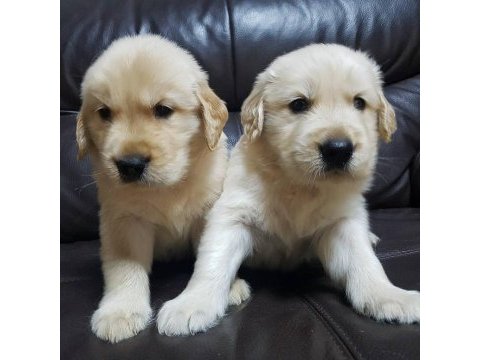 Golden retriever yavruları