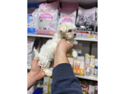 Bembeyaz gerçek ırk garantili kore maltese terrier