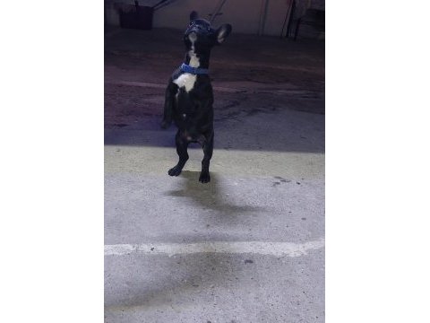Güzel french bulldog oğlumuzun sahiplendireceğiz