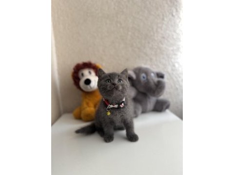 British shorthair gri yavru