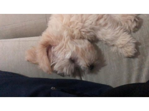 Oğlumuza iyi bir yuva arıyoruz maltipoo