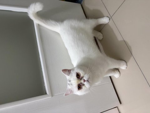 11 aylık erkek british shorthair kedimiz
