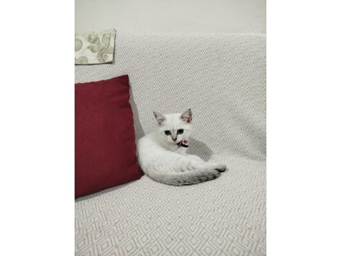 British blue point yavru kedimiz