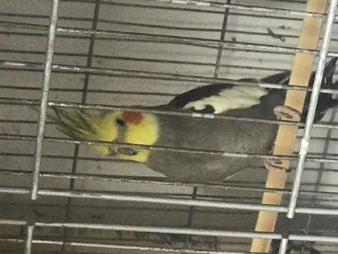 Sultan papağanlar satılıktır isteyene yardımcı olunur