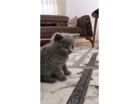 British shorthair kedisi