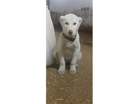 Orjinal erkek akbaş yavru