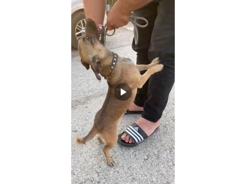 Sosis süs köpeği