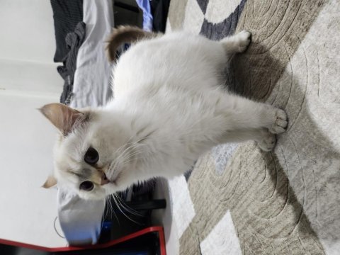 6 - 11 aylık arası blue point british shorthair
