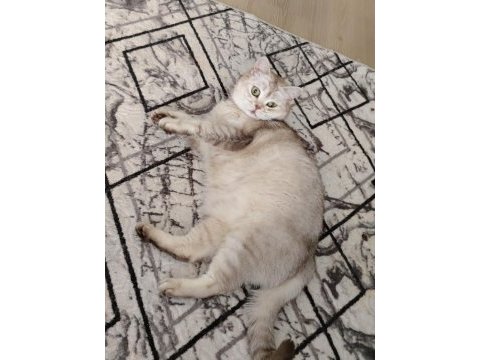 3,5 yaşında dişi british shorthair