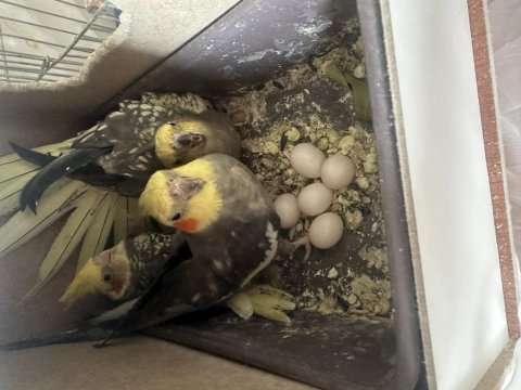 Sultan papağanı