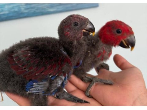 Eclectus papağanı bebekler