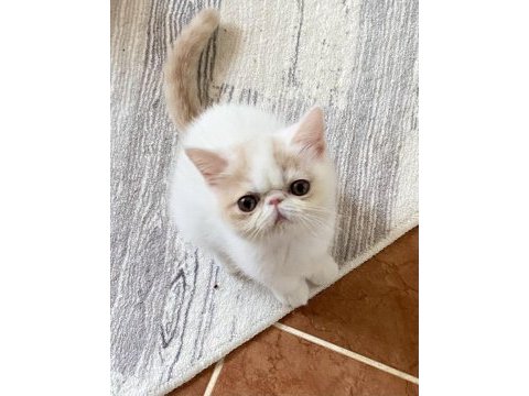 Exotic shorthair snoppy yavrumuz