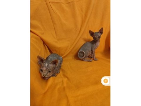 Sphynx home
