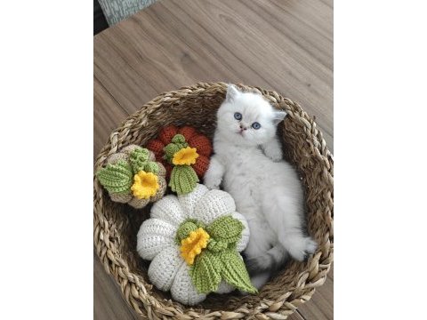 British shorthair rezerve edilir