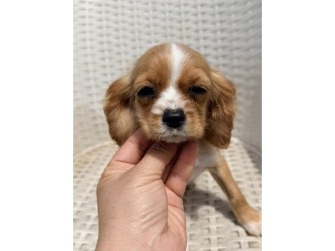 Cocker yavru köpeğimiz sakarya