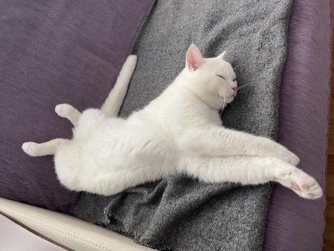 British shorthair bulutuma yeni yuva aranıyor
