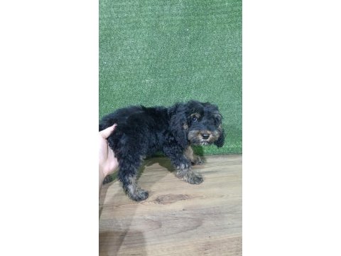 Maltipoo safkan