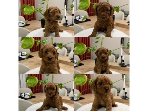 Toy poodle (bayram şekerleri)