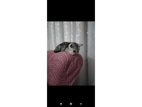 Scottish fold mersin 2 aylık