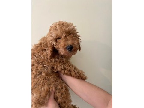 Toy poodle 4 aylık