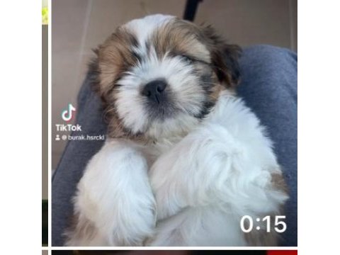 Shih tzu 2 aylık bebeklerim