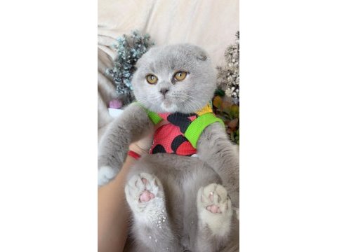 Mükemmel kız bebeklerim scottish fold top kafalar