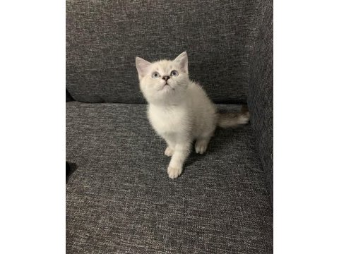 Sevimli cadı kedimiz yeni yuva arıyor