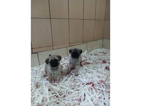 Akkuş üretim çiftliğinden pug yavruları