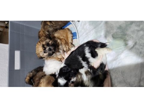 Shih tzu yavrularım yeni ailelerini bekliyorlar