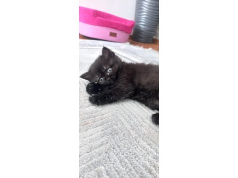 British longhair dark çikolata mükemmel güzellik