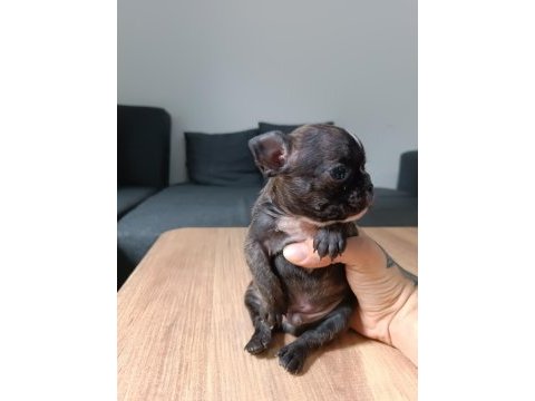 A+ kalite french bulldog yavrularımız