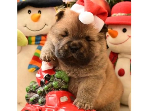 Ailenize neşe getirecek chow chow yavruları