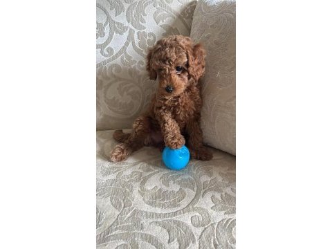 Küçük poodle şekerler