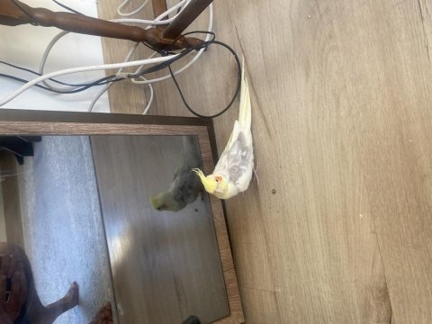 Sultan papağanı 6 aylık