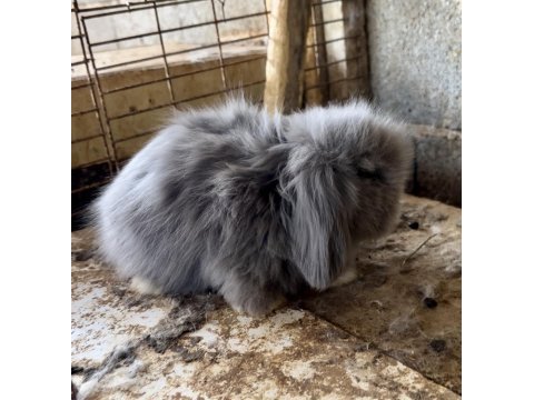 Hollanda blue teddy lop tavşanı