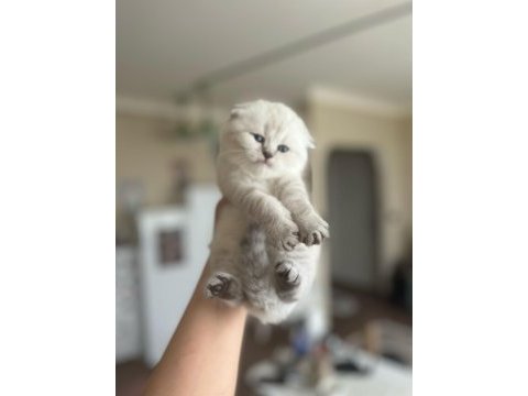 Scottish fold benim yeni ailem olur musunuz