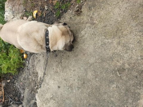 1 yaşında pug onunla ilgilenebilecek birini arıyoruz