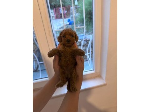 Core toy poodle bebeklerim yeni sahibini bekliyor