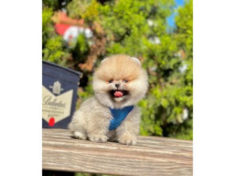 Safkan pomeranian boo yavrularımız