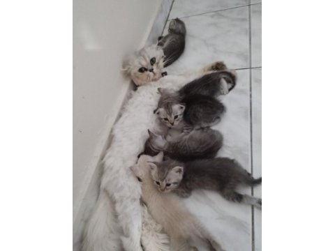 Silver british longhair anne ve siyam babanın yavruları