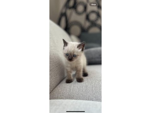 5 haziran doğumlu yavru british shorthair