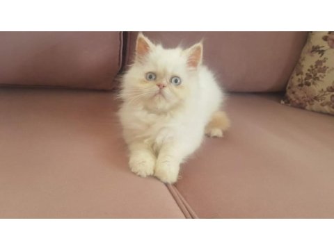 Egzotik kar topu iran kedisi oğlum